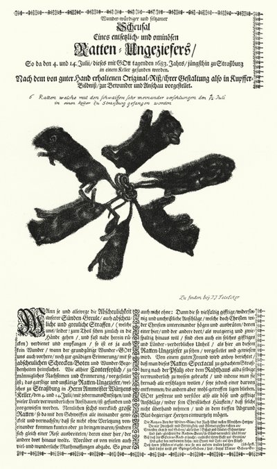 Rats géants attrapés à Strasbourg en 1683 - German School