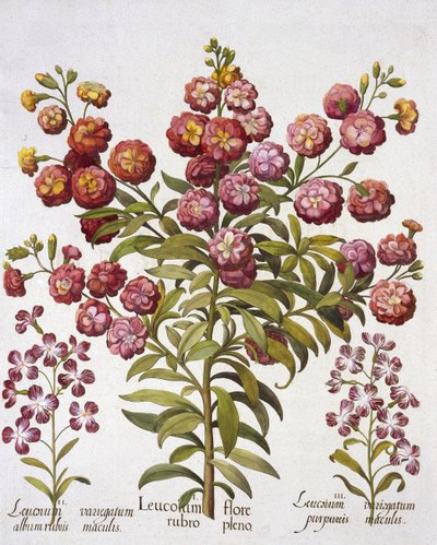 Giroflée, de Hortus Eystettensis, par Basil Besler (1561-1629), pub. 1613 - German School