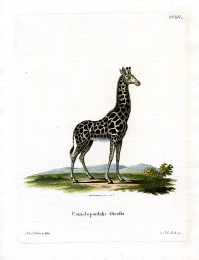 Girafe - German School