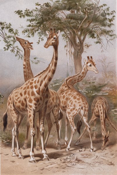 Girafe, planche de Brehms Tierleben: Allgemeine Kunde des Tierreichs, vol.3, p.9, publié par Bibliographisches Institut, 1891 - German School