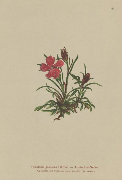 Œillet des glaciers (Dianthus glacialis) - German School
