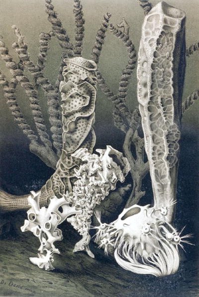 Éponges de verre, planche de "Brehms Tierleben: Allgemeine Kunde des Tierreichs", vol.10, p.653, publié par Bibliographisches Institut - German School