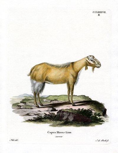 Chèvre Sans Cornes - German School