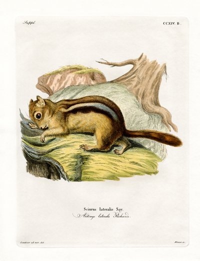 Spermophile à mante dorée - German School