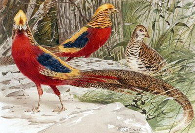 Faisan doré, planche de "Brehms Tierleben : Connaissance générale du règne animal", vol. 5, p. 588, publié par Bibliographisches Institut - German School