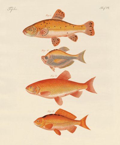 Poisson rouge - German School