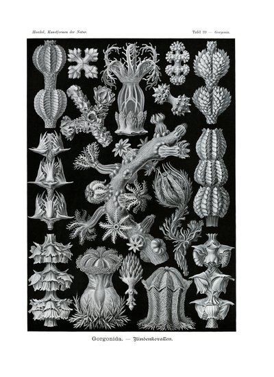 Gorgonida, 1899-1904 - German School