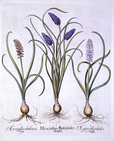 Muscari, de Hortus Eystettensis, par Basil Besler, pub. 1613 - German School