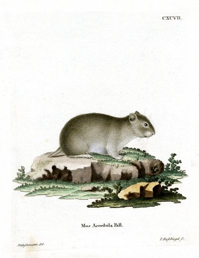 Hamster nain gris - German School
