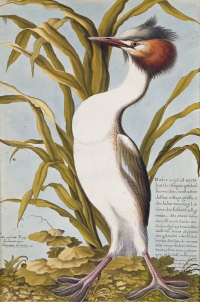 Grèbe huppé (Podiceps cristatus) vers 1748 - German School
