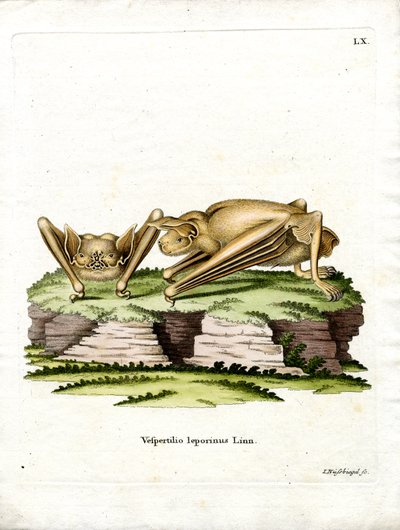 Grande chauve-souris bulldog - German School