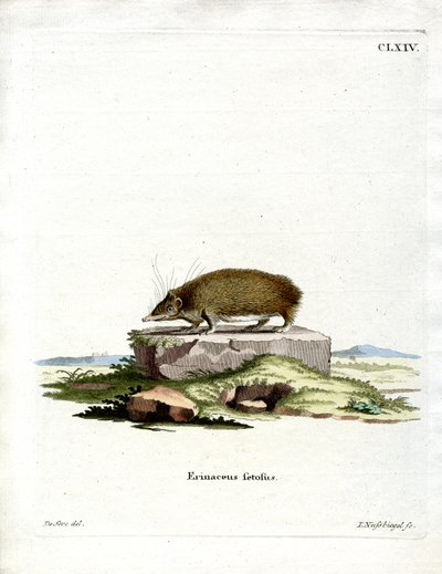 Grand hérisson tenrec - German School