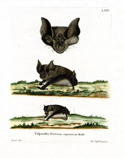 Grand rhinolophe - German School