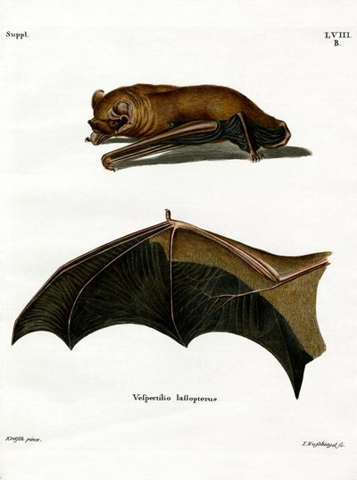 Noctule grand - German School