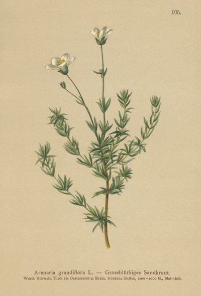 Grande sabuline (Arenaria grandiflora) - German School