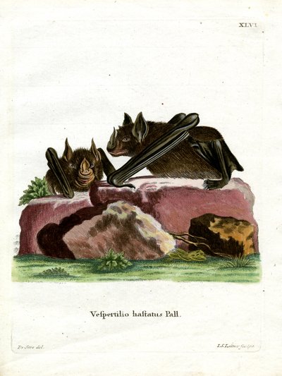 Grande chauve-souris à nez de lance - German School