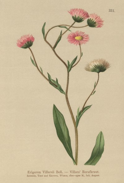 Vergerette grecque (Erigeron villarsii, Erigeron atticus) - German School