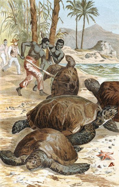 Tortue verte, planche de "Brehms Tierleben: Allgemeine Kunde des Tierreichs", vol.7, p.596, publié par Bibliographisches Institut - German School