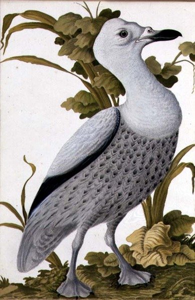 Oie grise, vers 1740 - German School