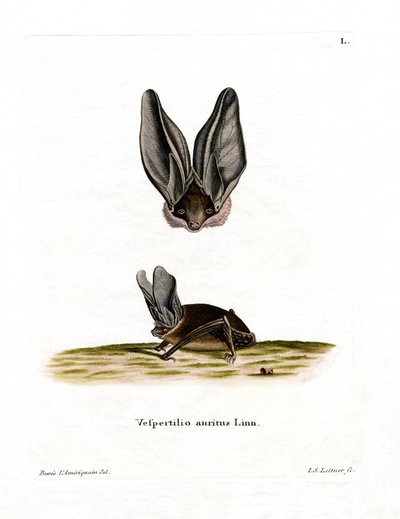 Chauve-souris grise à longues oreilles - German School