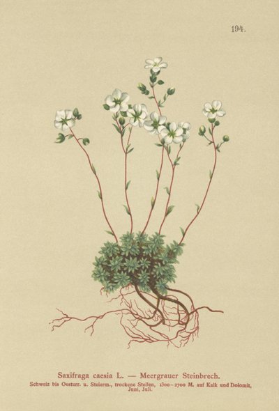 Saxifrage grise (Saxifraga caesia) - German School