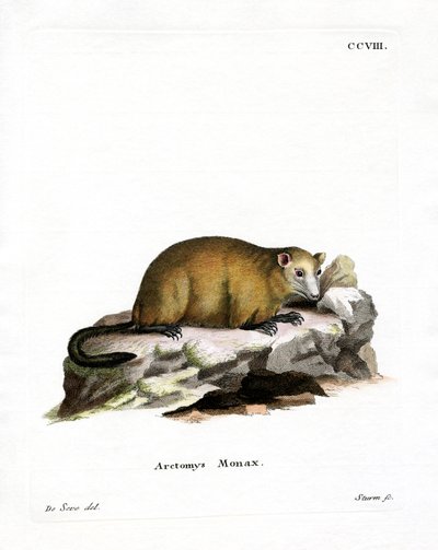 Marmotte - German School