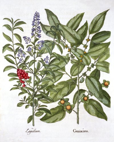 Guaiacum et Chinese Privet, de Hortus Eystettensis, par Basil Besler, pub. 1613 - German School