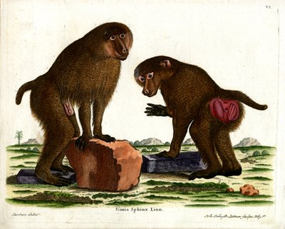 Babouin de Guinée - German School
