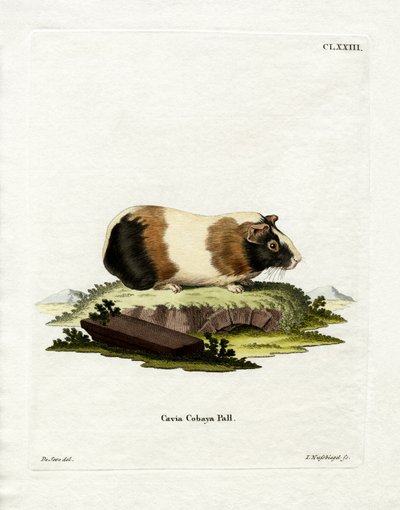 Cochon d