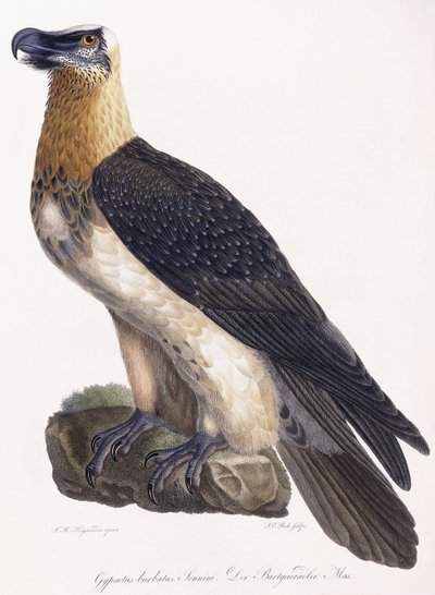 Gypaetus barbatus Sonnini - German School