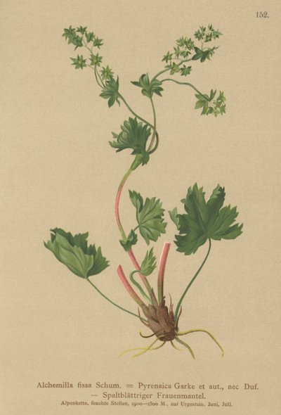 Alchémille glabre (Alchemilla fissa) - German School