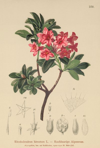 Rhododendron hirsute (Rhododendron hirsutum) - German School