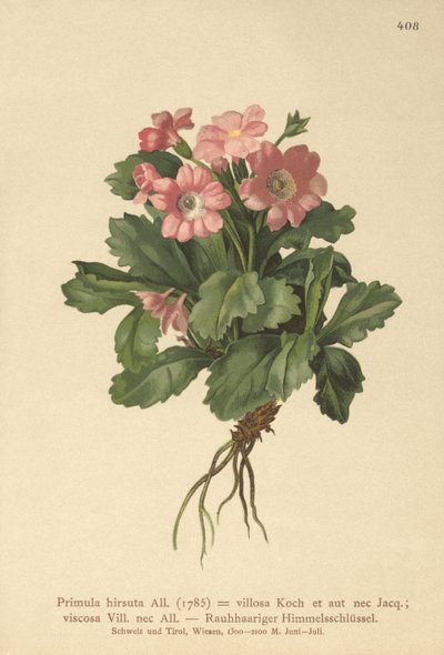 Primevère velue (Primula hirsuta) - German School
