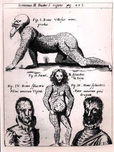 Homme velu et homme sauvage, illustration de Physica Curiosa par Gaspar Schott - German School
