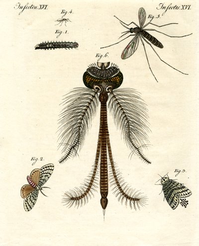 Insectes nuisibles - German School