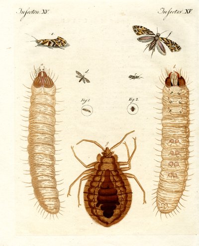 Insectes nuisibles - German School