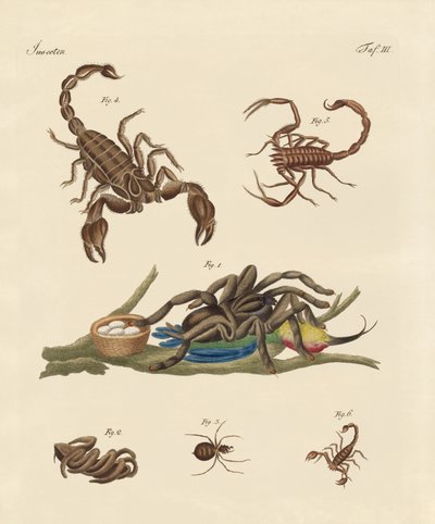 Insectes nuisibles des pays chauds - German School