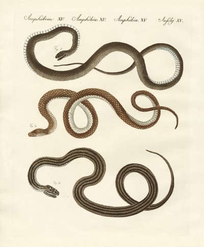 Serpent inoffensif - German School