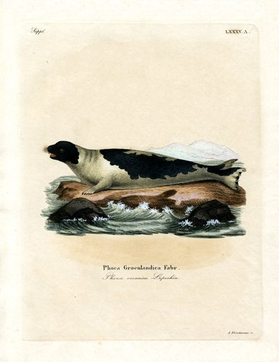 Phoque du Groenland - German School