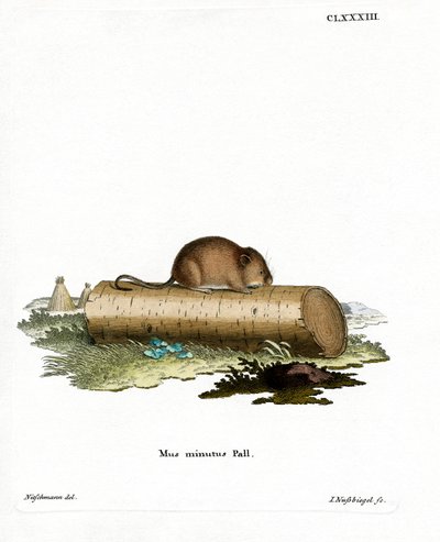 Souris des moissons - German School