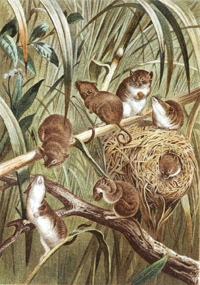 Souris des moissons, planche de "Brehms Tierleben: Allgemeine Kunde des Tierreichs", vol.2, p.515, publié par Bibliographisches Institut - German School