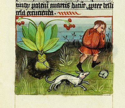 Récolte de Mandragore, De Rerum Naturis - Rabanus Maurus, c.1425 (gouache sur vélin) - German School