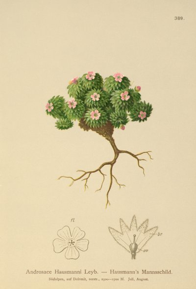 Androsace de Hausmann - German School