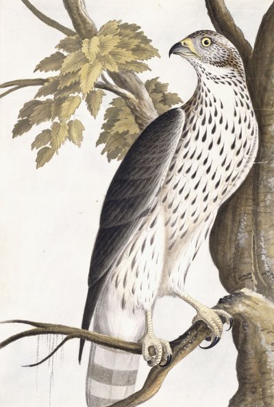 Faucon, 1750-1800 - German School