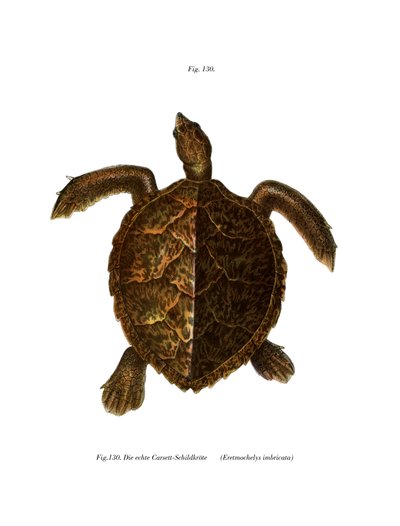 Tortue imbriquée - German School
