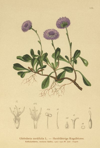 Globulaire à feuilles cordées (Globularia cordifolia) - German School