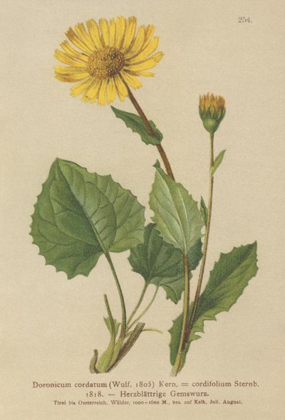 Doronic à feuilles cordées (Doronicum cordatum, Doronicum cordifolium, Aronicum cordatum) - German School