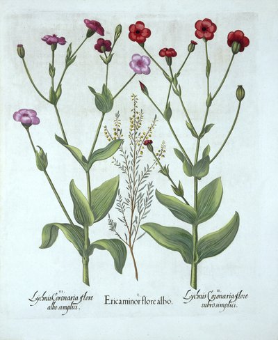 Bruyère et deux types de lychnis, de Hortus Eystettensis, par Basil Besler (1561-1629), pub. 1613 - German School
