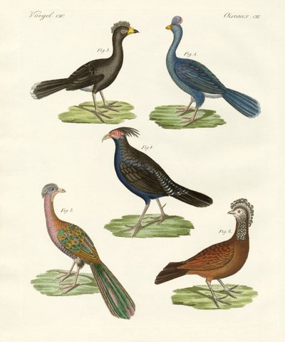 Oiseaux semblables à des poules des pays chauds - German School