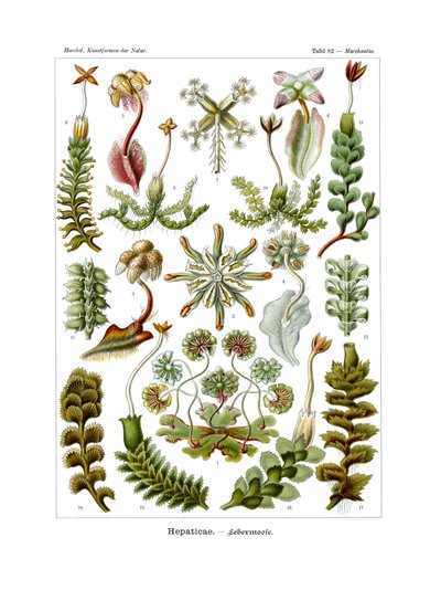 Hepaticae - German School